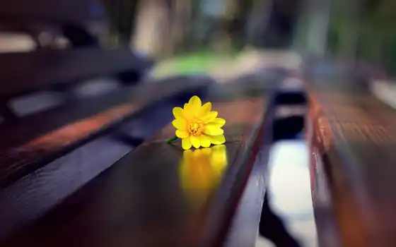 цветы, скамейке, скамейка, yellow, обоях, 