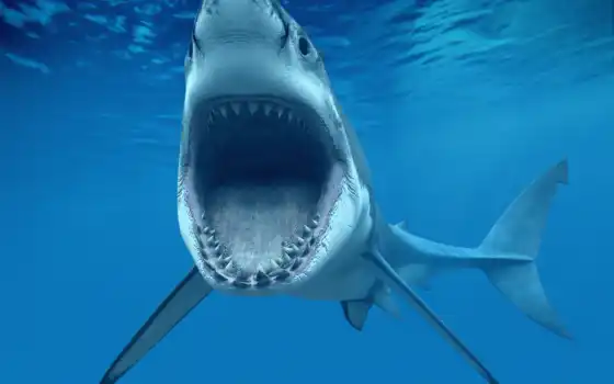 акула, пасть, зубы