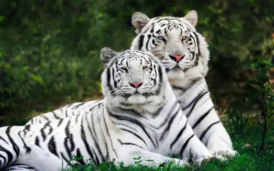 животны, дивы, альбиносы, белые, тигры, тигры,