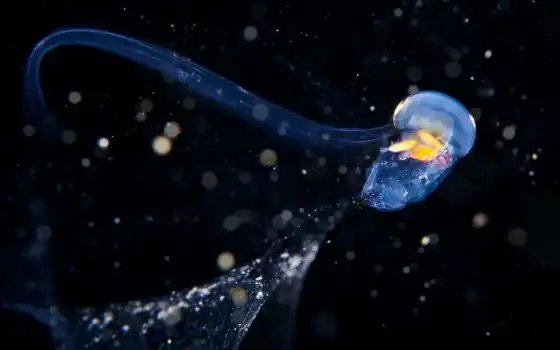 медузы, океан, море, анемон, репродукция, разведка, twitter, кораллы, основная страница, екуореа