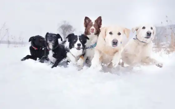 снег, собака, морда, бегать, разное, зима