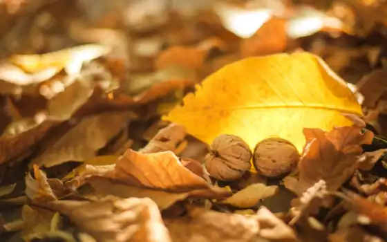 ,орехи,листья,осень,