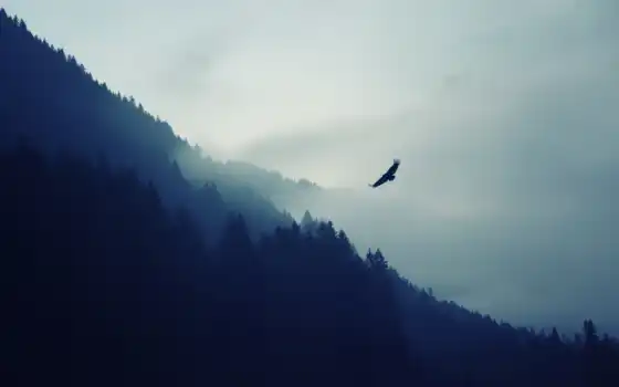 орлан, небо, туман, гора, фон