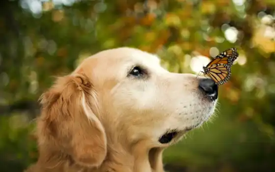собака, красивый, cheerful, funny, happy, порода, give, бабочка