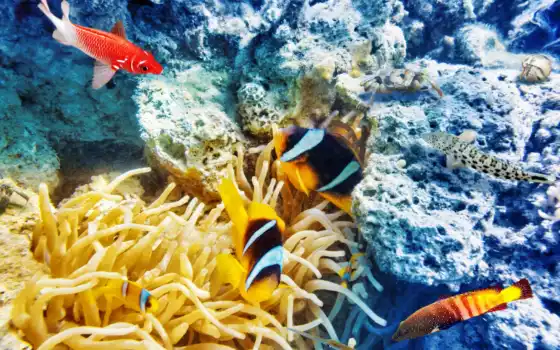 underwater, ultra, world, риф, pisces, coral, uploaded, zoom, компьютерного, 