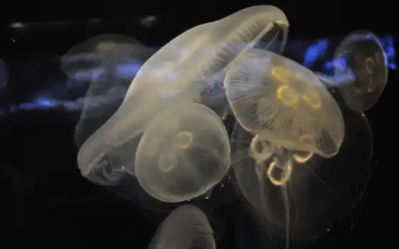 jellyfish, миро, underwater