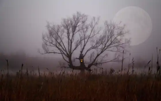 дерево, луна, туман, ночь, branch