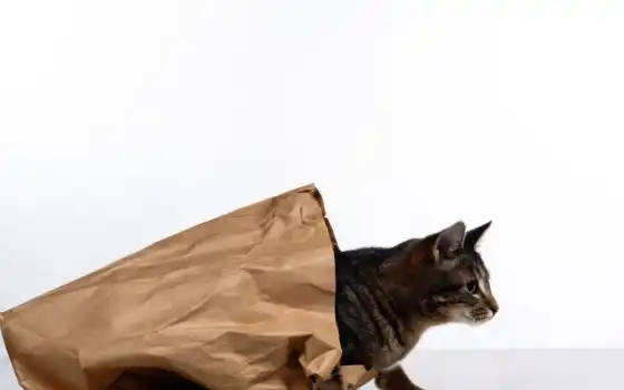 кот, коты, упаковка, мехок