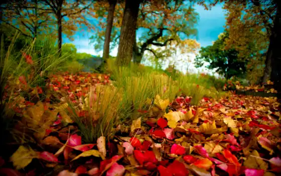осень, листва, деревья, природа, 