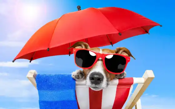 собака, очки, summer, телефона, пляж, щенок, sun, animal, размере, рисунки, собаки, 