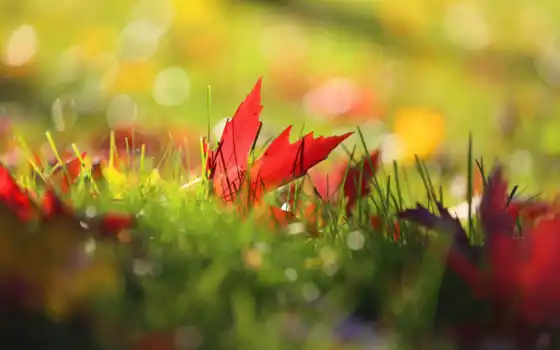 осень, трава, природа, makryi, side, лист