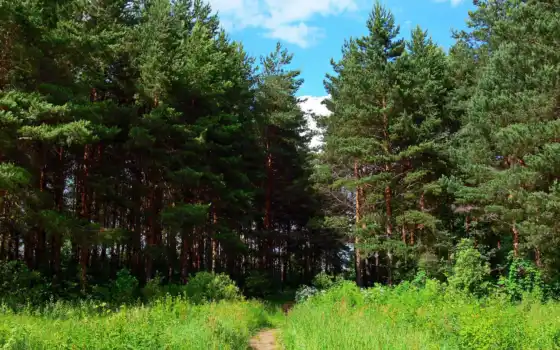 дерево, россия, floresta, trail, mocah