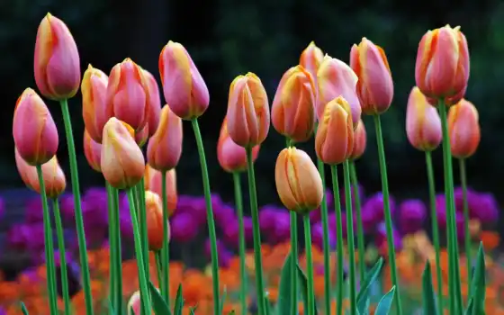 hoa, тюльпан, nhữнг, hành, nhất, lan, màu,