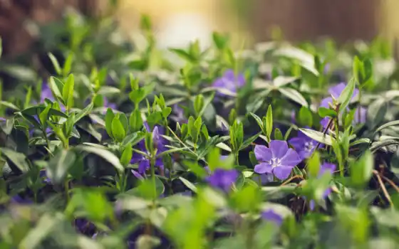 цветы, flowers, трава, summer, purple, free, iphone, природа, 