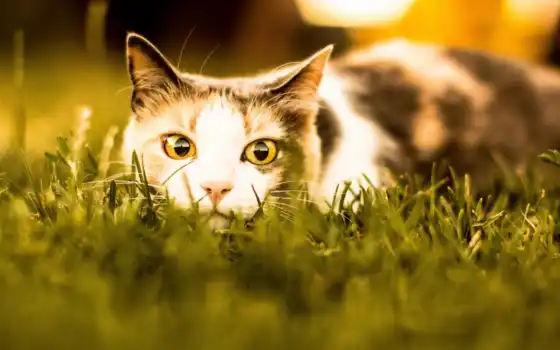 кот, траве, взгляд, бесплатные, картиники, трава, favourite, трехцветная, 