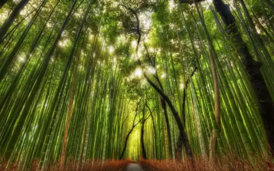 пуховики, бамбук, лес, человек, путешествия