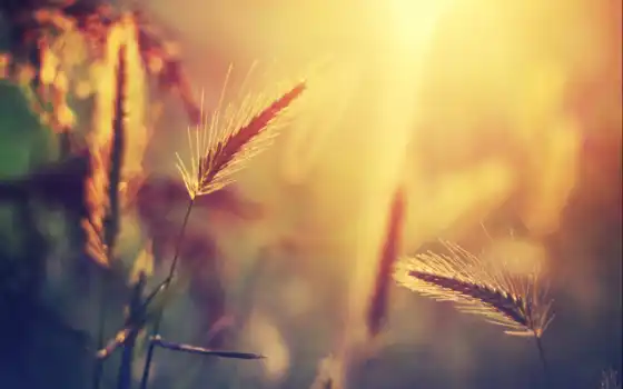 свет, солнце, трава, verano, makryi, цвет, серьги, горные, утро