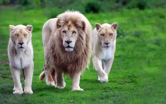 слева, львица, львица, льва, гордость, животное, белое