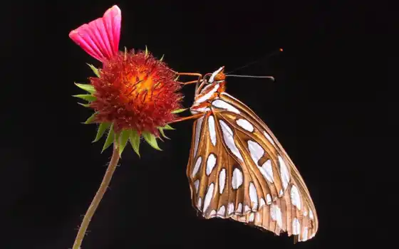 бабочка, крыло, цветы, напиток