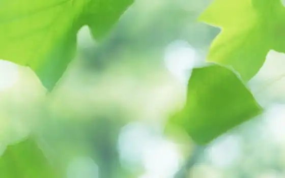 green, макро, лист, зеленые, лето, листочки, 