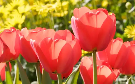 тюльпаны, красные, цветы, марта, тюльпан, бутоны, 