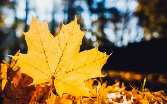 природа, осень, leaf, yellow, dry, maple, bokeh, листья, desktop, 