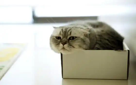 , коробка, кот, пушистый,