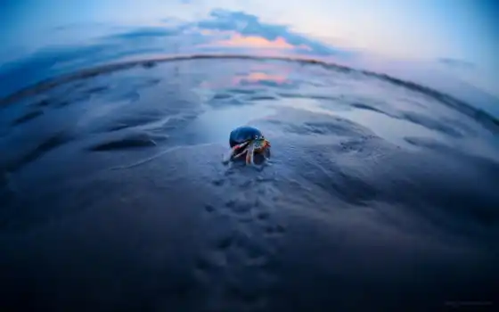 crab, море