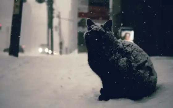 кот, снег, город, машина, чайхана