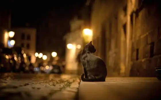 кошка, черная, город, ночь, улица, огни, 