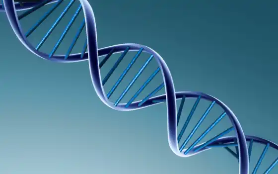 человека, геном, генов, марта, 