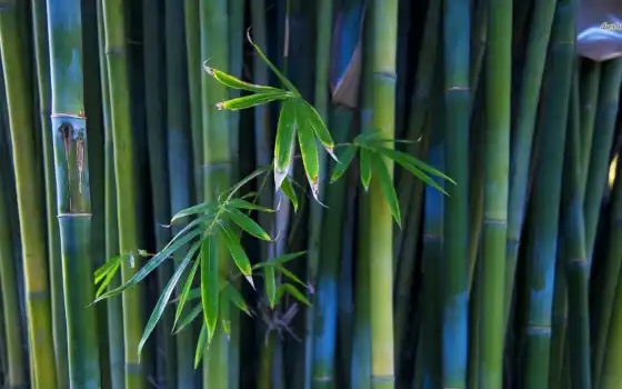 природа, широкоформатные, красивые, бамбук, листьями, 