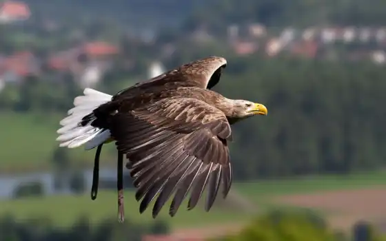 орлан, крыло, трава
