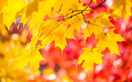 maple, лист, осень