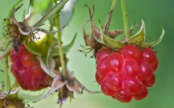 обои на рабочий стол, красивые картинки, картинки для ipad, обои для android