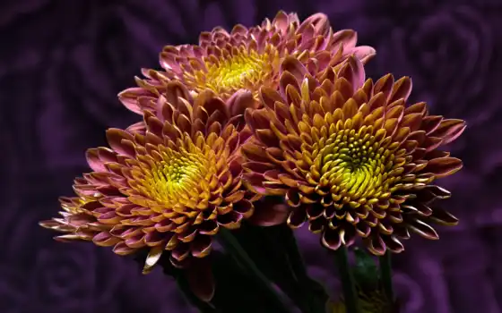 chrysanthemum, фиолетовый, желтый, тоне, зефир