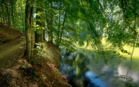 перед, передняя часть, река, дерево, зеленый, длинный, экспозиция, лес