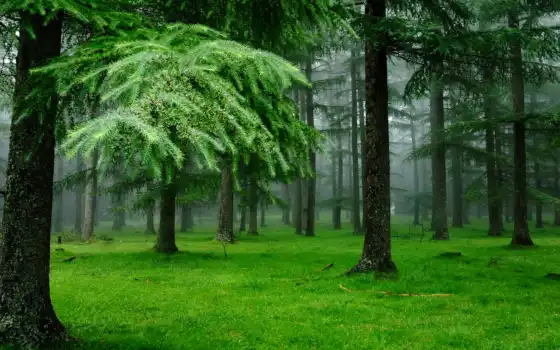 природа, после, лес, дождя, ёль, 