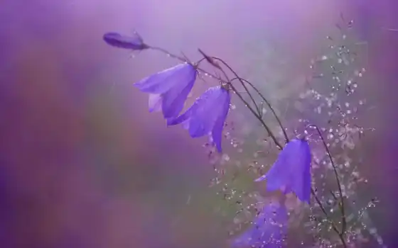 moderaciya, колокольчик, растение, цветы, августа, они, почти, bluebell, drop, rotundifolium, склянки