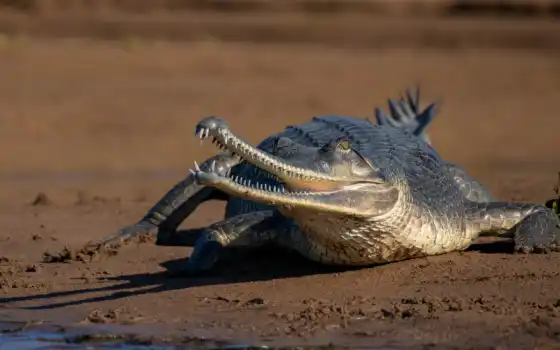 крокодил, столобой, песок
