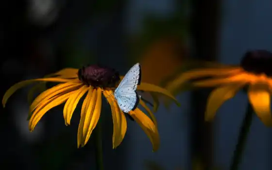 бабочки, цветы,
