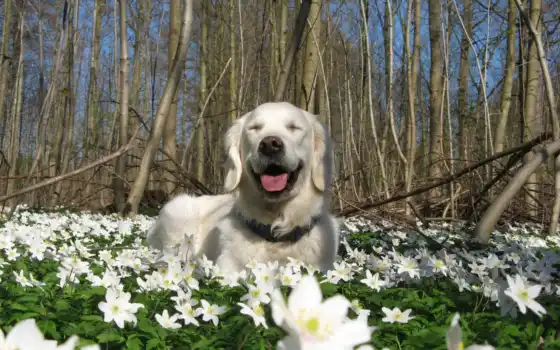 природа, весна, собака, цветы, 