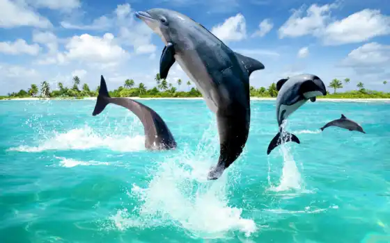 дельфины, свободные, есть, обоиафари, миами,