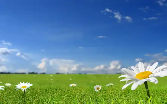 небо, трава, природа, фото, цветы, summer, funart, file, formatı