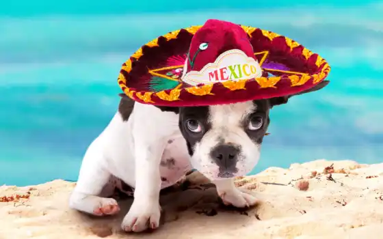 енот, бульдог, собака, мексиканский, французский, мышь, сомбреро, маленький, игра, коврик, пляж