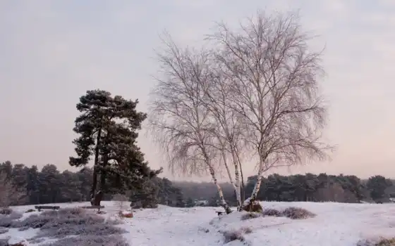 деревья, пейзаж, снег, зима, картинка, картинку, 