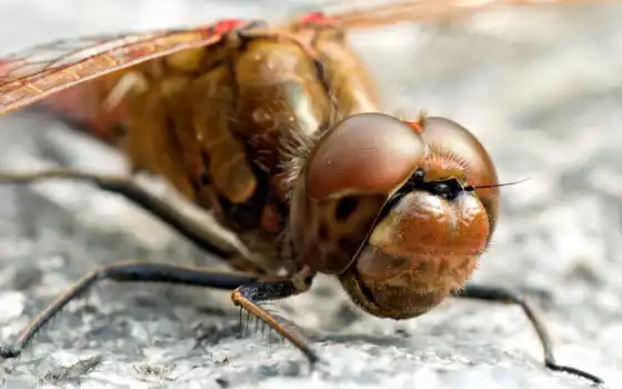 глаза, насекомое, dragonfly, голова, макро, лапки, животные, reply, насекомые, 