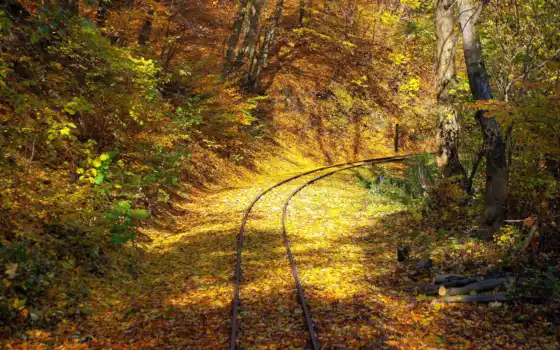 природа, осень, листья, дорога, деревья, лес, красивые, рельсы, 