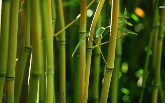 природа, широкоформатные, зелёный, source, бамбук, бамбуковые, 