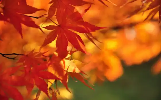 desktop, листья, photos, осень, maple, momiji, irohamomiji, 